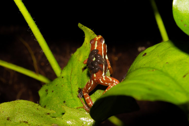 A phantasmal poison frog carrying froglets on its back, photographed by Max