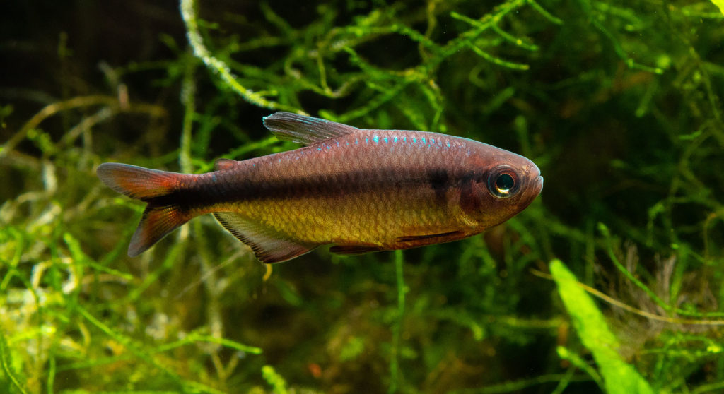 Temperate Fish Ornamental Aquatics Wholesale