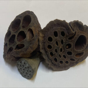 Lotus Seed pod 2-5cm Pack of 5 (Labelled and barcoded)