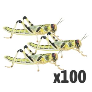 Locust Xl x 100
