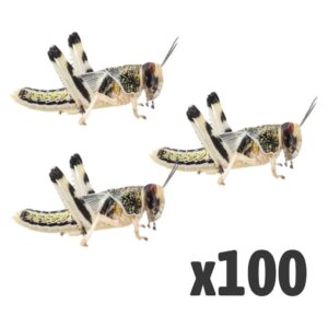 Locust Large x 100