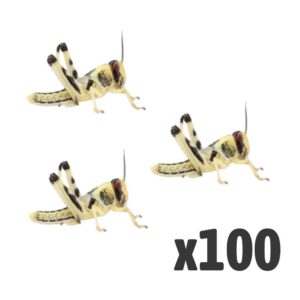 Locust medium x 100