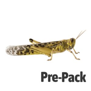 Locust Adult