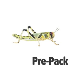 Locust Extra Large