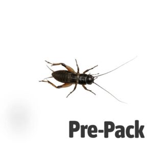 Black Cricket Standard