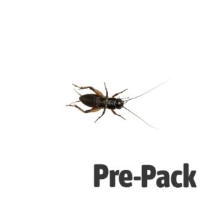 Black Cricket Medium
