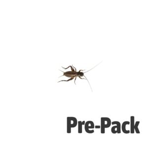 Black Cricket Small