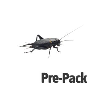 Black Cricket Extra Large