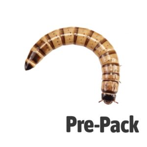 Morioworm