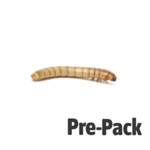 Mealworm