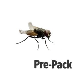 Curly Wing Fly