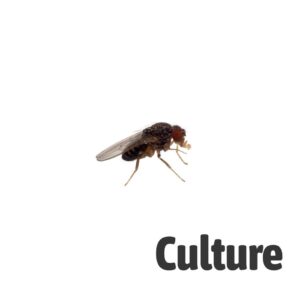 Fruit Fly Culture hydei