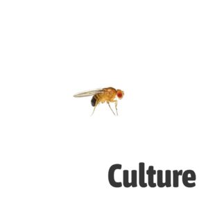 Fruit Fly Culture melanogaster
