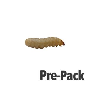 Waxworm