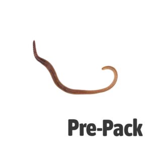 Dendrobaena Worm