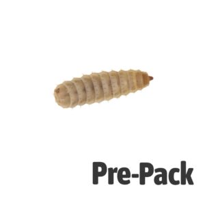 Calci Worm