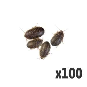 Dubia Cockroach Medium x 100