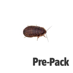 Dubia Cockroach Medium