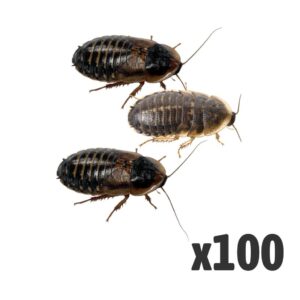 Dubia Cockroach x 100