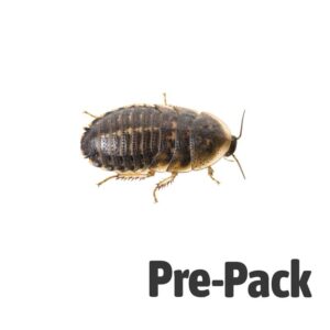 Dubia Cockroach Large