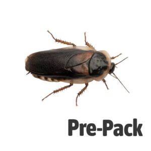 Dubia Cockroach Adult