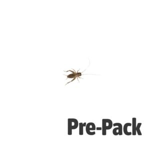 Silent Cricket Small