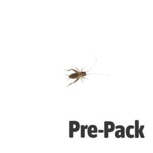 Live Reptile Food — Silent Cricket Medium Small