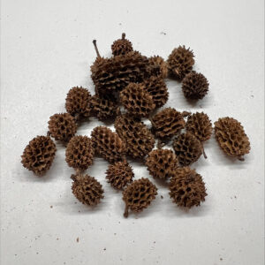 Casuarina Cones 50g (Labelled and barcoded)