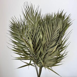 Chico Palm 40cm