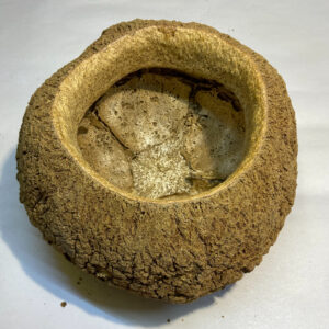 Sapucaia Pod Large 14-16cm