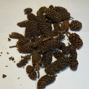 Alder Cones 50g (Labelled and barcoded)
