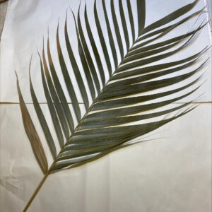 Areca Palm 60cm