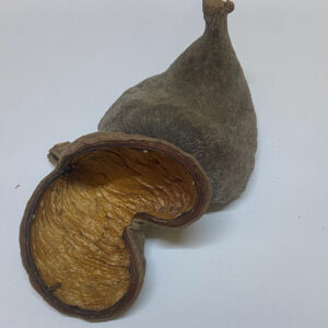 Badam Nut
