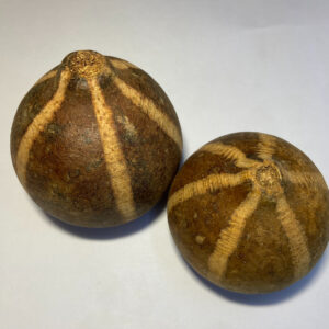 Bellani Pumpkin