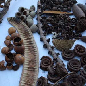 Botanicals