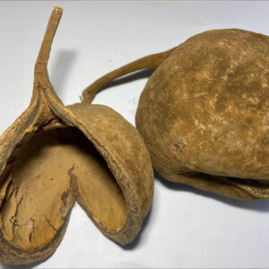 Buddha Nut