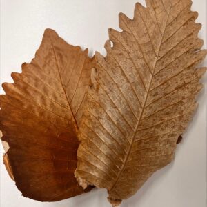 Caban Leaves 25-35cm