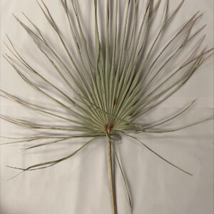 Cat Palm 60-70cm
