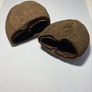Palm Pod Half