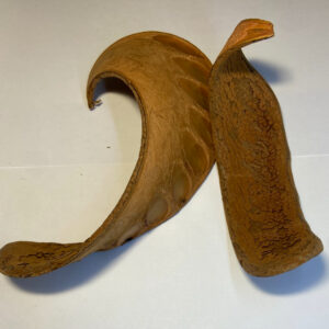 Elephant Ear
