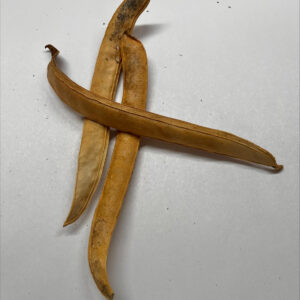 Feijao Bean