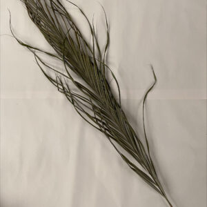 Kentia Palm 60cm