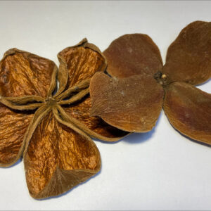 Land Lotus