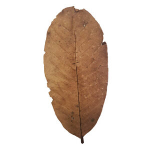 XL Guava Leaves x 10 (Labelled and barcoded)