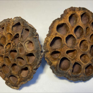 Lotus Seed Pod 6-8cm