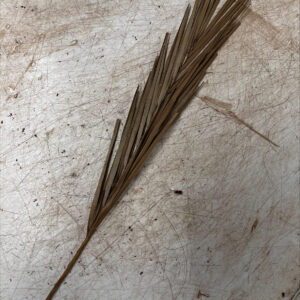 Dried Palm (60cm)
