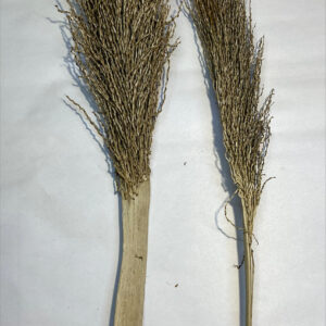 Palm Torch
