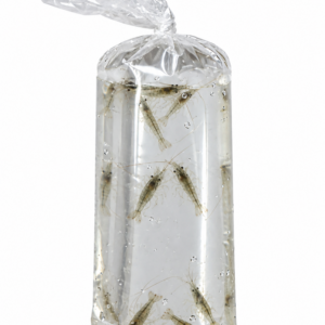 River shrimp - 250 ml bag with approx 8-10 shrimps