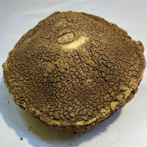 Sapucaia Pod XL 17cm+