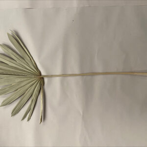 Sun Palm